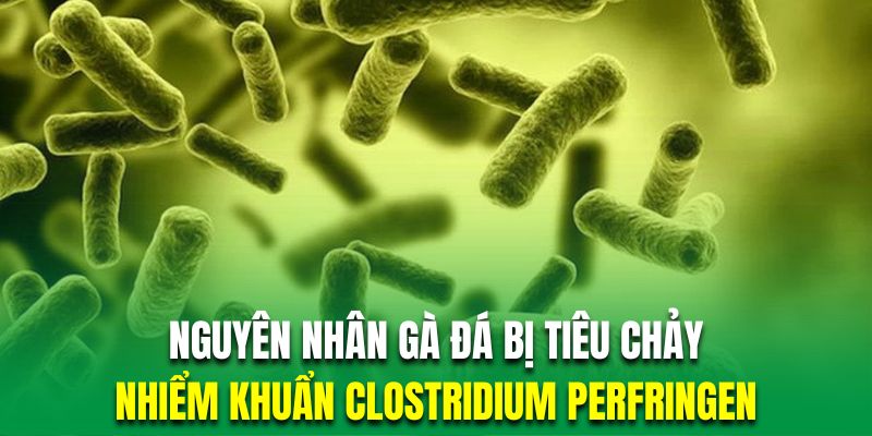 Gà đá bị tiêu chảy do nhiễm cầu khuẩn Clostridium Perfringen