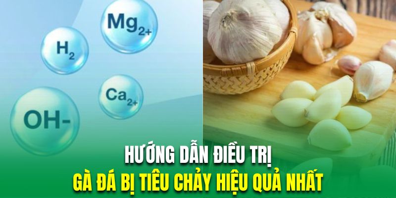 Hướng dẫn trị bệnh tiêu chảy cho kê chọi