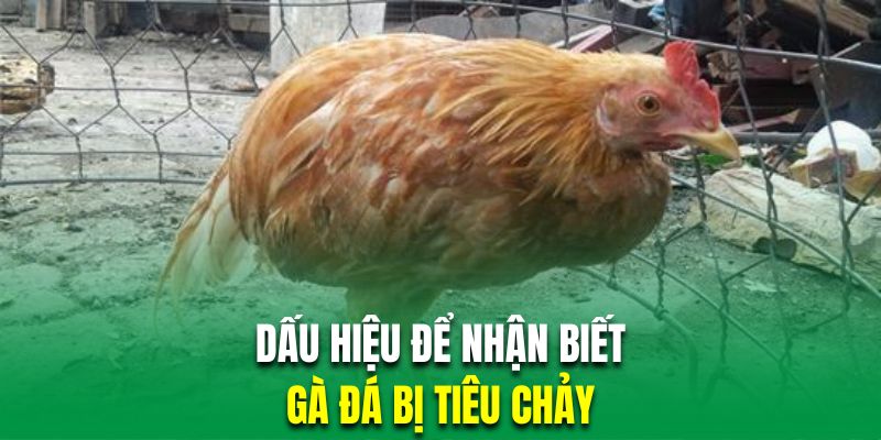 Tìm hiểu dấu hiệu của gà đá mắc bệnh tiêu chảy