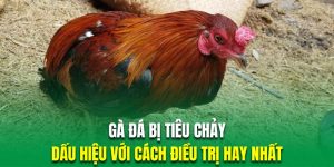 gà đá bị tiêu chảy