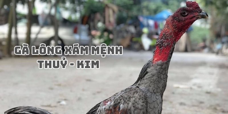 Gà lông Xám - mệnh Kim và Thuỷ