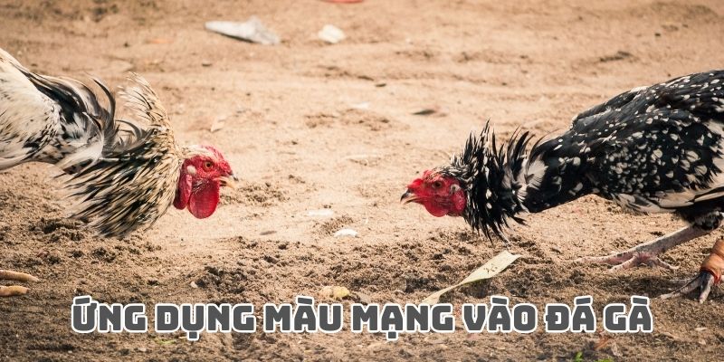 Cách sử dụng mệnh gà vào thực chiến